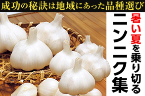 にんにく集