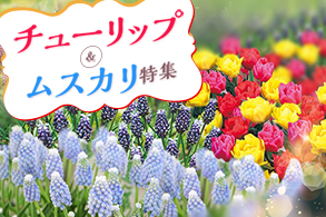 チューリップ＆ムスカリ特集