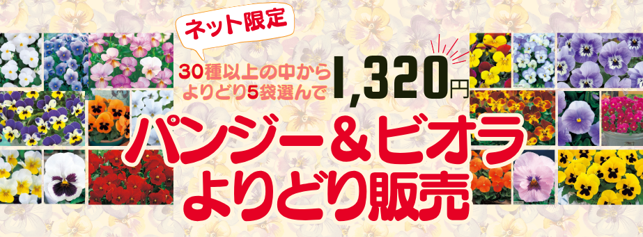 パンジー＆ビオラ アソート販売