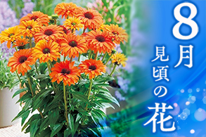 季節の花