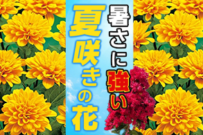 夏に咲く花