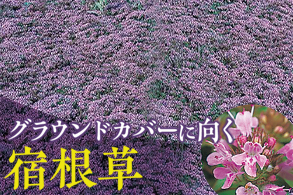 グラウンドカバーに向く宿根草