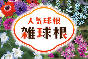 人気雑球根