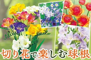 切り花で楽しむ球根