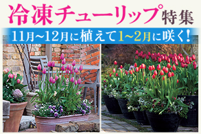 冬枯れの庭を彩るアイスチューリップ