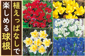 植えっぱなしで楽しめる