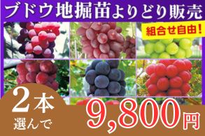 ぶどうよりどり販売