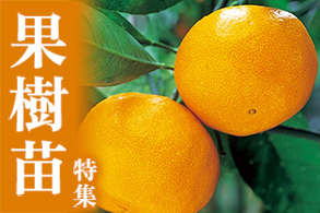 果樹苗特集から選ぶ