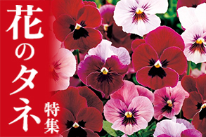 草花タネ特集から選ぶ