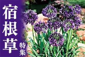 宿根草特集から選ぶ