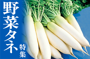 野菜タネ特集から選ぶ