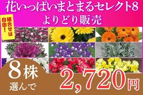 花いっぱいまとまるセレクト8