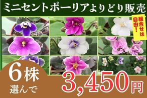 ミニセントポーリアよりどり販売