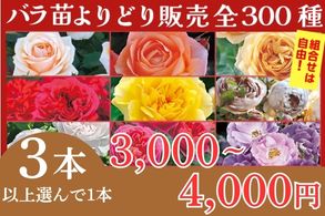 バラ苗よりどり