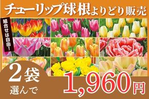 チューリップ球根よりどり