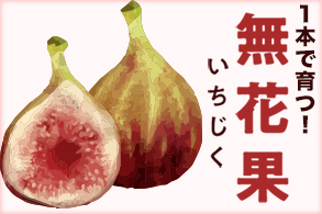 1本で育つ！無花果