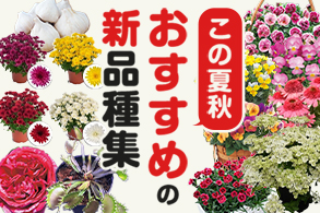 おすすめ新品種