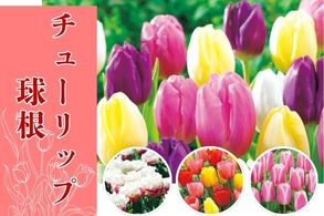 チューリップ