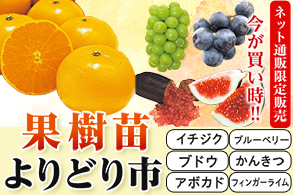 果樹苗よりどり市