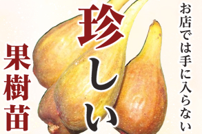 珍しい果樹