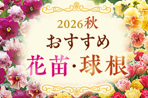 花苗球根