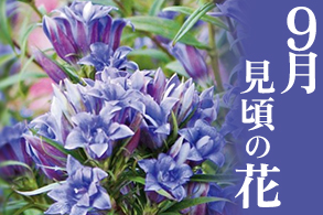 季節の花