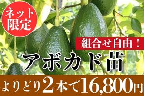 アボカドよりどり販売