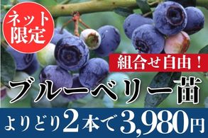 ブルーベリーよりどり販売