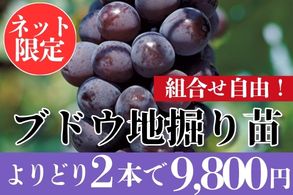 ぶどうよりどり販売