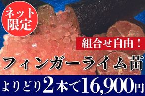 フィンガーライムよりどり販売