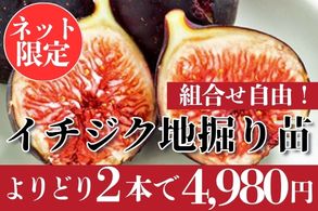 いちじくよりどり販売