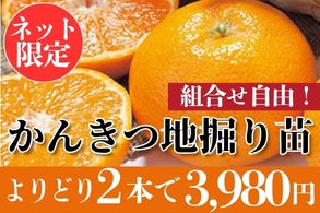 かんきつよりどり販売