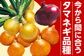 タマネギ