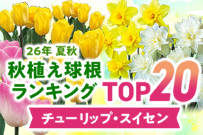 26年秋植え球根ランキング