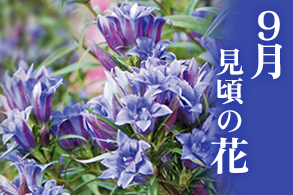 季節の花