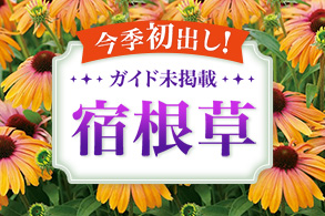 厳選カタログ外宿根草