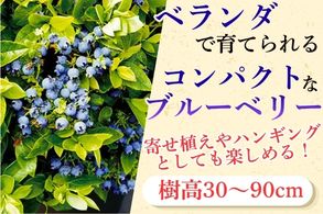 ブッシュ&ベリー