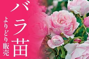バラよりどり