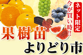 果樹苗よりどり市