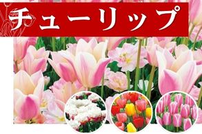 チューリップ