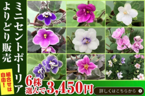 セントポーリア よりどり販売
