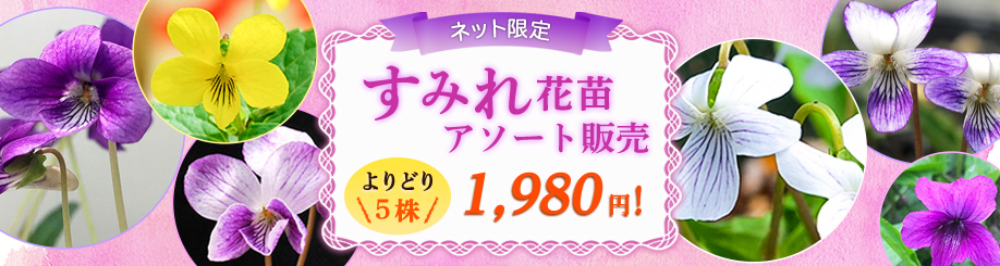 すみれ花苗アソート販売 タキイネット通販