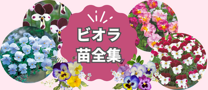 【ビオラ苗全集】