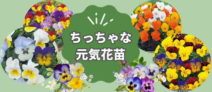 【ちっちゃな元気花苗】