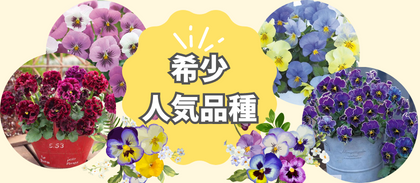 【希少・人気品種】