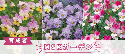 【MSKガーデン】