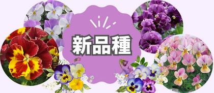 【新品種】