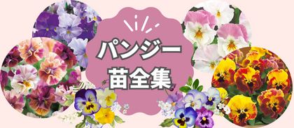 【パンジー苗全集】