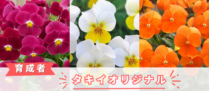 【タキイオリジナル】