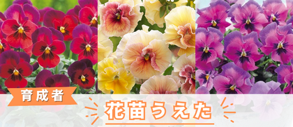 【花苗うえた】